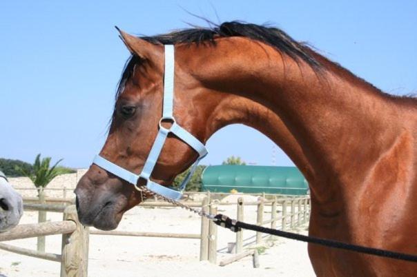 Masseria Autigne โอตรันโต ภายนอก รูปภาพ