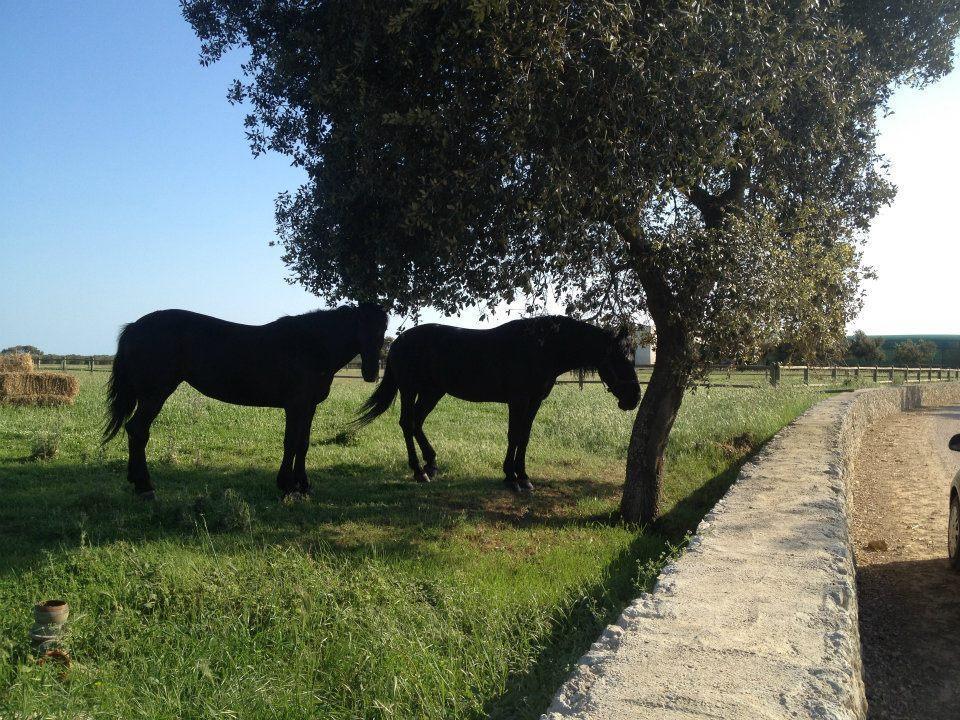 Masseria Autigne โอตรันโต ภายนอก รูปภาพ
